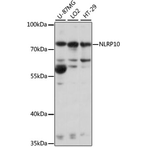 NLRP10 Rabbit pAb