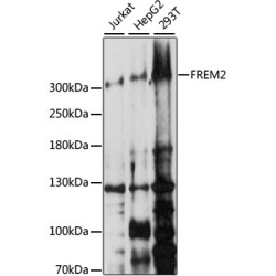 FREM2 Rabbit pAb
