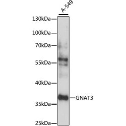 GNAT3 Rabbit pAb