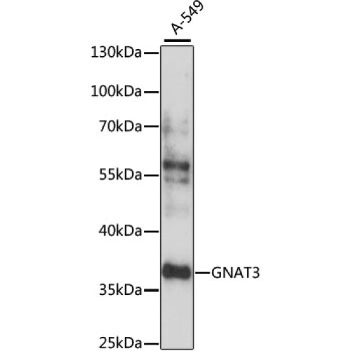 GNAT3 Rabbit pAb