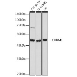 CHRM1 Rabbit pAb