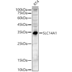 SLC14A1 Rabbit pAb