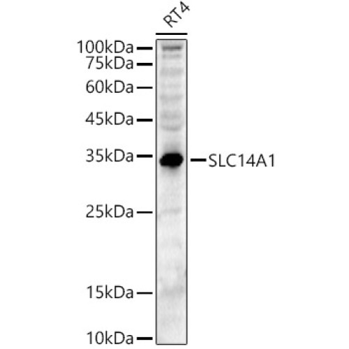 SLC14A1 Rabbit pAb