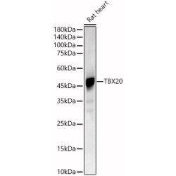 TBX20 Rabbit pAb