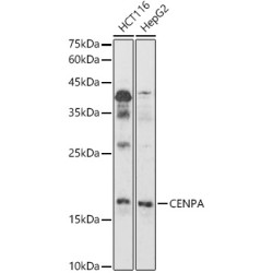 CENPA Rabbit pAb