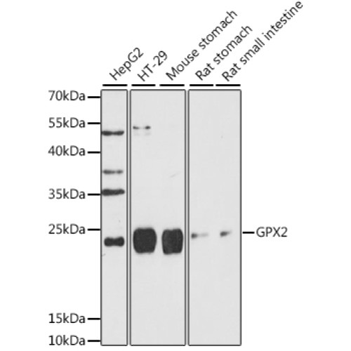 GPX2 Rabbit pAb