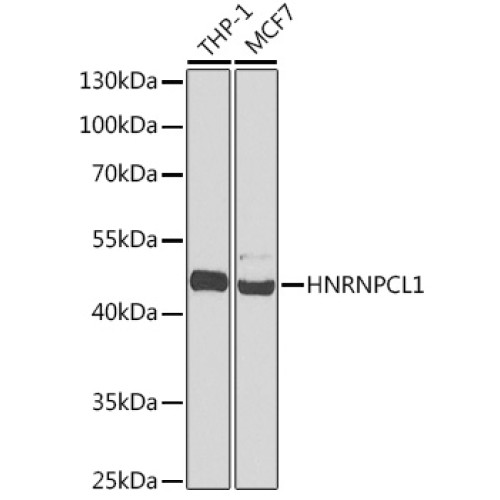HNRNPCL1 Rabbit pAb
