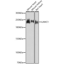 LAMC1 Rabbit pAb