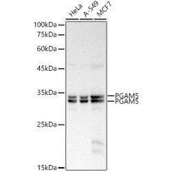 PGAM5 Rabbit pAb