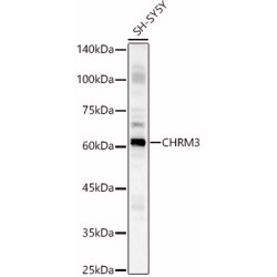 CHRM3 Rabbit pAb