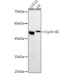 Cyclin B1 Rabbit pAb