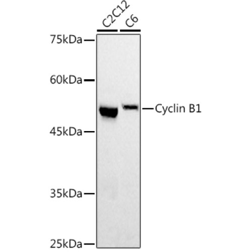 Cyclin B1 Rabbit pAb