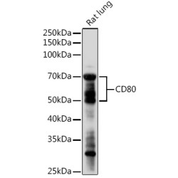 CD80 Rabbit pAb