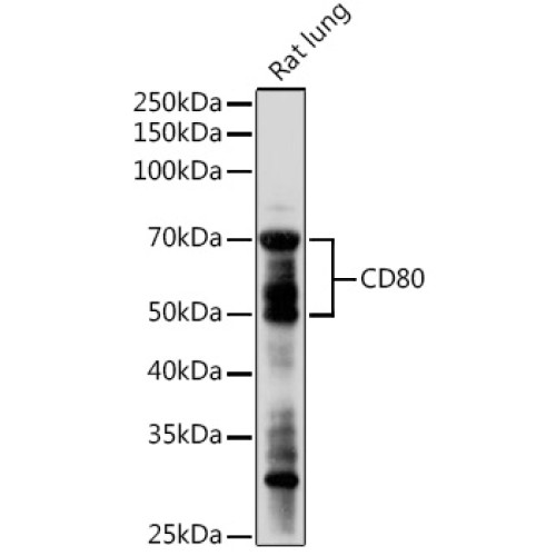 CD80 Rabbit pAb
