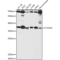 CLNS1A Rabbit pAb