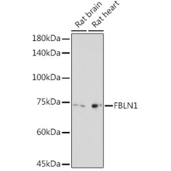 FBLN1 Rabbit pAb