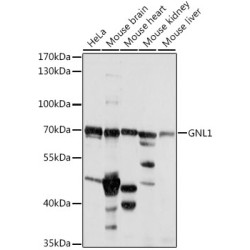 GNL1 Rabbit pAb