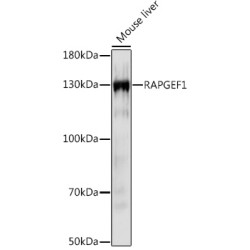 RAPGEF1 Rabbit pAb