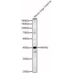 HNF4G Rabbit pAb