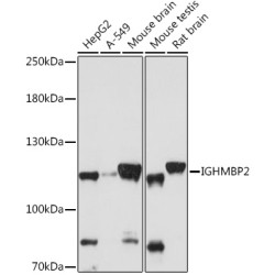 IGHMBP2 Rabbit pAb