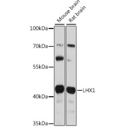 LHX1 Rabbit pAb