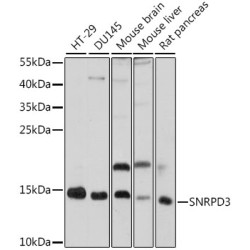 SNRPD3 Rabbit pAb