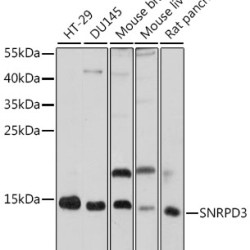 SNRPD3 Rabbit pAb
