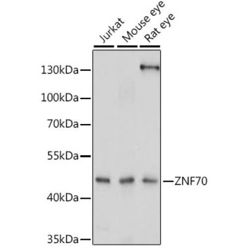 ZNF70 Rabbit pAb