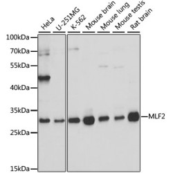 MLF2 Rabbit pAb