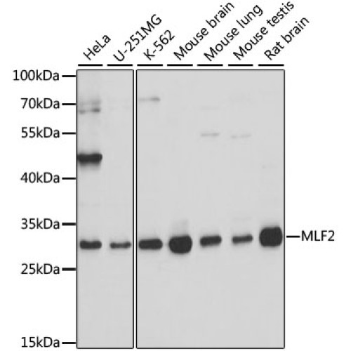 MLF2 Rabbit pAb