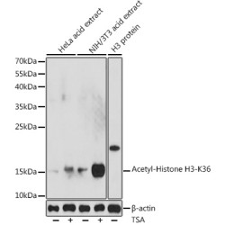 Acetyl-Histone H3-K36 Rabbit pAb