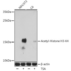Acetyl-Histone H3-K4 Rabbit pAb
