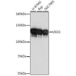 USO1 Rabbit pAb