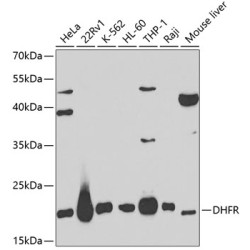 DHFR Rabbit pAb