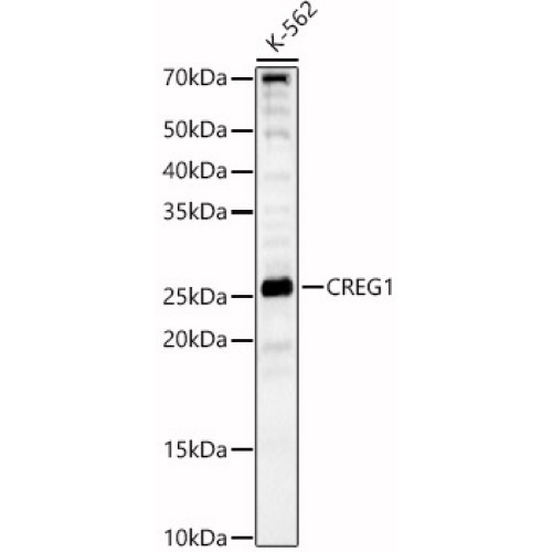 CREG1 Rabbit pAb