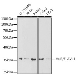 [KO Validated] HuR/ELAVL1 Rabbit pAb