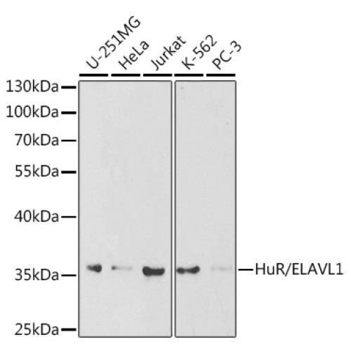 [KO Validated] HuR/ELAVL1 Rabbit pAb