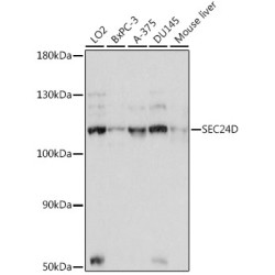 SEC24D Rabbit pAb