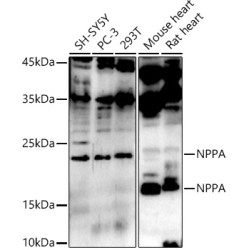 NPPA Rabbit pAb