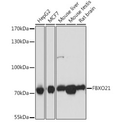 FBXO21 Rabbit pAb