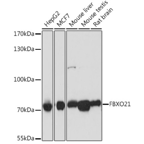 FBXO21 Rabbit pAb