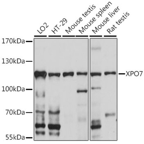 XPO7 Rabbit pAb
