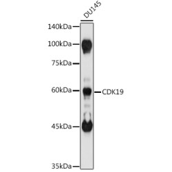 CDK19 Rabbit pAb