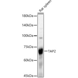 TAP2 Rabbit pAb