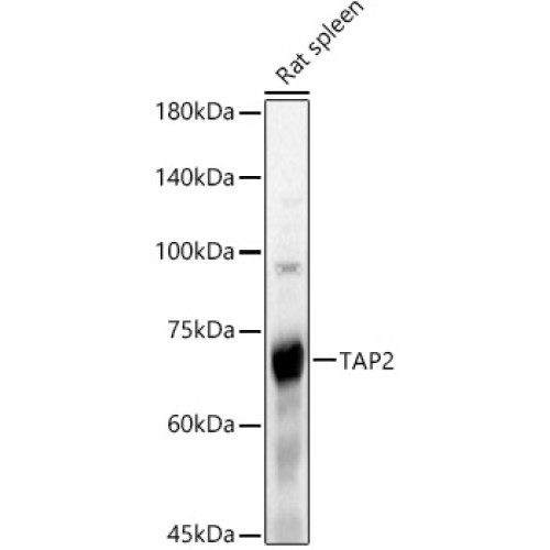 TAP2 Rabbit pAb
