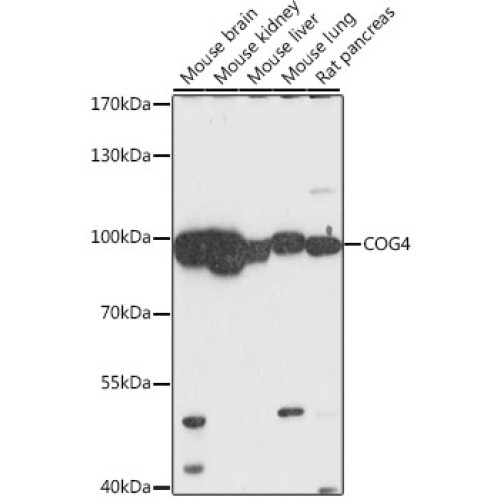 COG4 Rabbit pAb