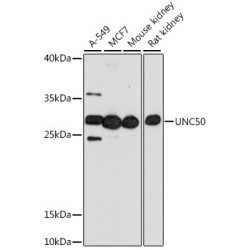 UNC50 Rabbit pAb