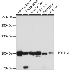 PDE11A Rabbit pAb