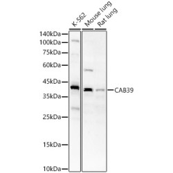 CAB39 Rabbit pAb