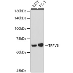 TRPV6 Rabbit pAb